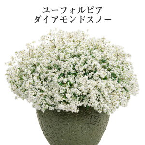 花 寄せ植え 春 苗の人気商品 通販 価格比較 価格 Com