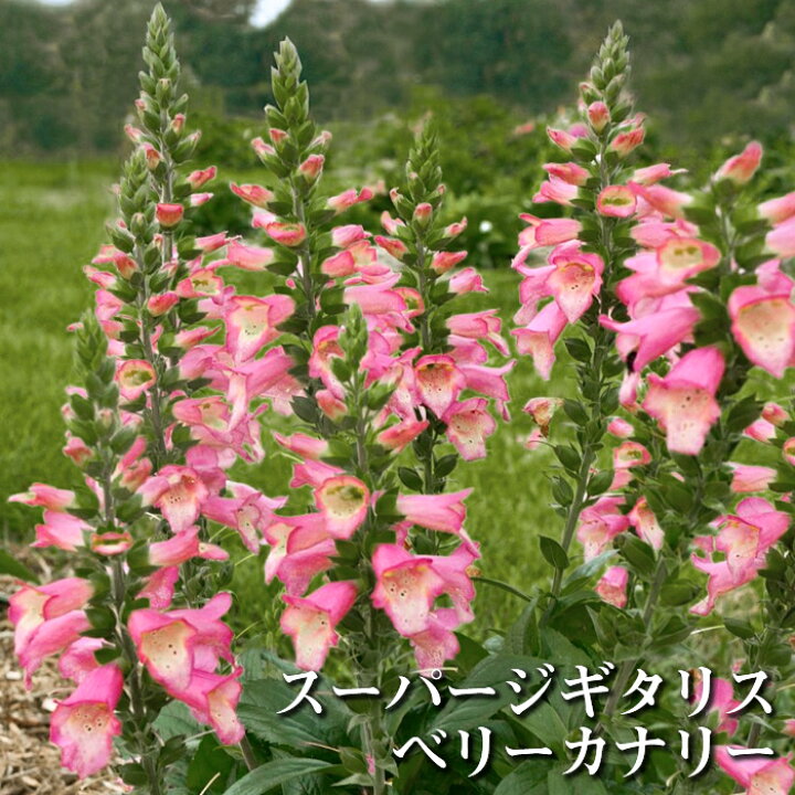 楽天市場 ジギタリス 3 5号 花苗 Pwブランド ジキタリス 春苗 花苗園芸店なごみ