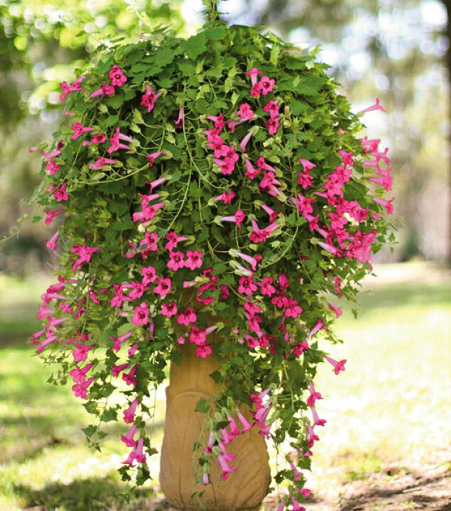 楽天市場 サントリー アサリナ ロフォス 3 5号ポット 花苗 夏苗予約 花苗園芸店なごみ