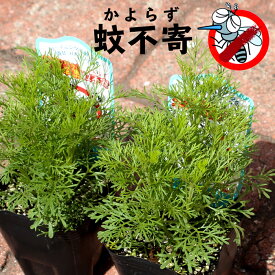 楽天市場 ガーデニング ハーブ 蚊よけの通販 楽天市場 ガーデニング ハーブ 蚊よけの通販