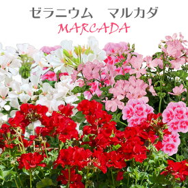 楽天市場 ゼラニウム 苗 種類 植物 センテッドゼラニウム 花の苗物 苗物 ガーデニング 農業 花 ガーデン Diyの通販