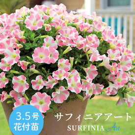 楽天市場 花の苗物 開花時期春 苗物 ガーデニング 農業 花 ガーデン Diyの通販