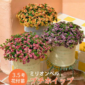 楽天市場 花の苗物 開花時期春 苗物 ガーデニング 農業 花 ガーデン Diyの通販