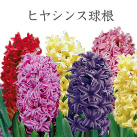 楽天市場 花の球根 種類 植物 ヒヤシンス 球根 ガーデニング 農業 花 ガーデン Diyの通販