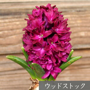 y ubNtCf[2025 zqVX  ͔|p ώ@p  ie[v 1[H]