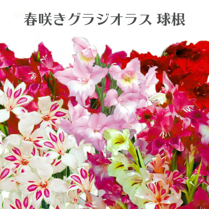 楽天市場 春咲きグラジオラス 秋植え球根 絵袋入 お庭に 植えっぱなし可 秋球根 花苗園芸店なごみ 楽天市場 春咲きグラジオラス 秋植え球根 絵袋入 お庭に 植えっぱなし可 秋球根 花苗園芸店なごみ