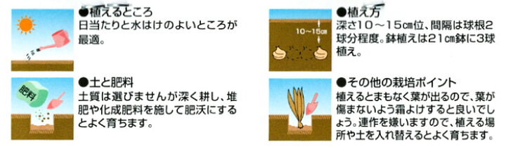 楽天市場 春咲きグラジオラス 秋植え球根 絵袋入 お庭に 植えっぱなし可 秋球根 花苗園芸店なごみ