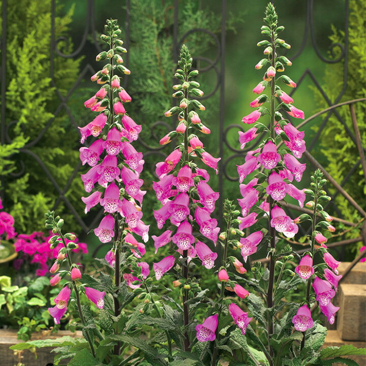 楽天市場 ジギタリス パンサー 3 5号 花苗 ジキタリス 春苗 花苗園芸店なごみ