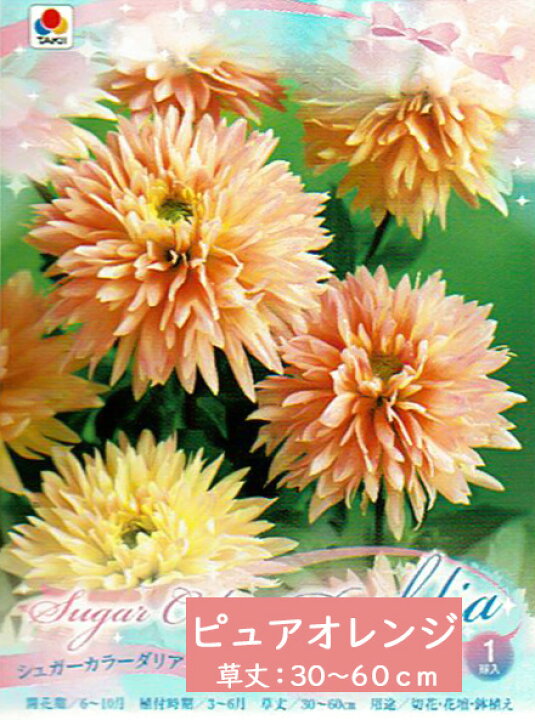 楽天市場 春セール対象 ダリア 球根 シュガーカラーダリア 1球 豪華 ダリヤ ガーデン 花苗園芸店なごみ