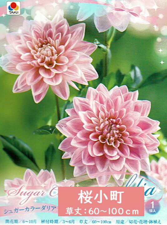 楽天市場 春セール対象 ダリア 球根 シュガーカラーダリア 1球 豪華 ダリヤ ガーデン 花苗園芸店なごみ