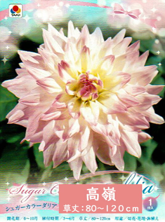 楽天市場 春セール対象 ダリア 球根 シュガーカラーダリア 1球 豪華 ダリヤ ガーデン 花苗園芸店なごみ