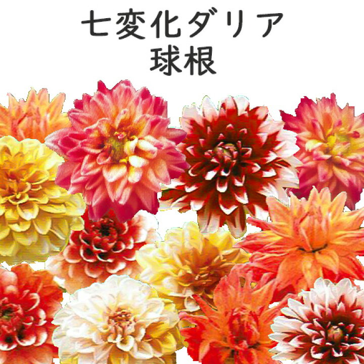 楽天市場 ダリア 球根 七変化ダリア 2球入 豪華 ダリヤ ガーデン 花苗園芸店なごみ 楽天市場 ダリア 球根 七変化ダリア 2球入 豪華 ダリヤ ガーデン 花苗園芸店なごみ