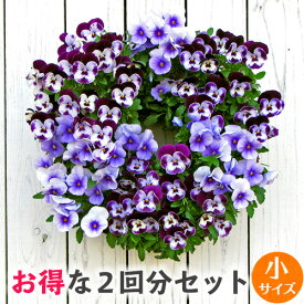 楽天市場 ペチュニア 苗 ガーデニング 農業 花 ガーデン Diy の通販