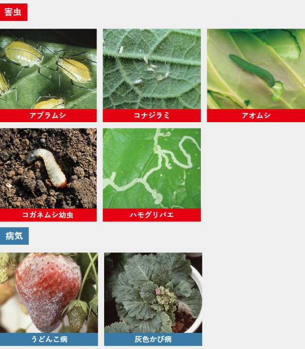 返品交換不可】 ベニカXガード粒剤 550g 殺虫 殺菌剤 園芸 殺虫剤 まくだけ 病気の予防に 2袋までネコポス便可 rmladv.com.br 返品交換不可】 ベニカXガード粒剤 550g 殺虫 殺菌剤 園芸 殺虫剤 まくだけ 病気の予防に 2袋までネコポス便可 rmladv.com.br