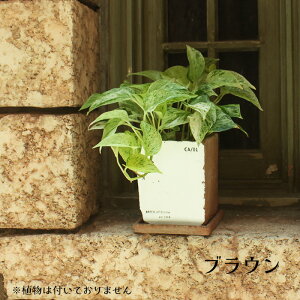 XNGA 픫 Jo[ 4TCY \[T[t ʂ̂ zCg