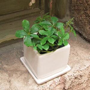 y͂Ȃn쑢ԁzVbTX VK[oCiXNGA픫j