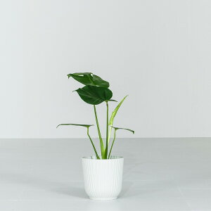 y|Cg5{11/25 0:00`23:59zXe ϗtA 5 40`55cm Jo[t  A Jo[t  A  j ItBX X  ȐAؔ CeA v