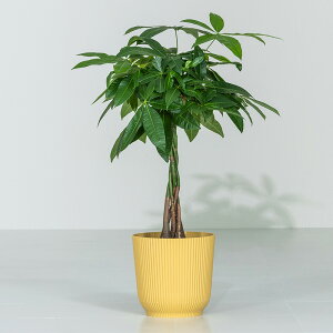 pL ϗtA 7 Jo[t 60`80cm  A { CeA j ItBX X  ȐAؔ v[g Ă₷ S