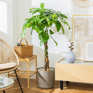 pL ϗtA 8 Jo[t 100`120cm  A { CeA j ItBX X  ȐAؔ v[g Ă₷ S