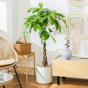 y|Cg5{11/10 0:00`23:59zpL ϗtA 8 Jo[t 100`120cm  A { CeA j ItBX X  ȐAؔ v[g Ă₷ S