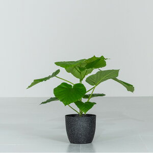 観葉植物 ウンベラータ 5号」の人気商品一覧・価格比較 - 価格.com