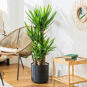 bJ N̖ ϗtA 8 Jo[t 110`130cm  A { CeA j ItBX X  ȐAؔ v[g Ă₷ S