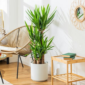 bJ N̖ ϗtA 8 Jo[t 110`130cm  A { CeA j ItBX X  ȐAؔ v[g Ă₷ S