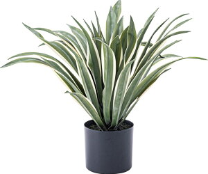 yN[|zzztFCNO[ AKx W63×D63×H50 O[ tFCNO[ ϗtA lHϗtA AKx t  CeA  O[ [t  K[f  