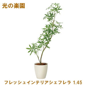 yV X[p[SALE 10%OFF yllw\z̊y (2331A350-47) tbVCeAVFt 1.45  95091