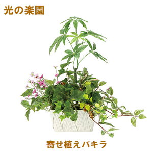 yllw\z̊y (2347A100-62) 񂹐ApL  95111