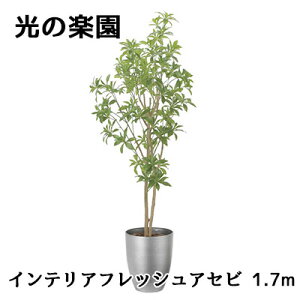 yllw\z ̊y (2520A350) CeA tbV AZr 1.7m  lH ϗtA tFCNO[G}  94301