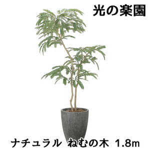 yllw\z ̊y (2511A780) i` ˂ނ̖ 1.8m  lH ϗtA tFCNO[G}  94306