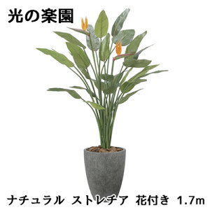 yllw\z ̊y (2526A800) i` Xg`A ԕt 1.7m  lH ϗtA tFCNO[G}  94308