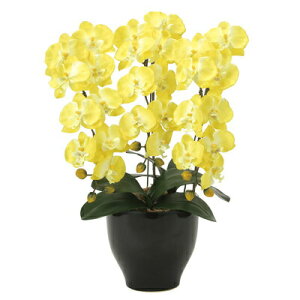 【個人様購入可能】●光の楽園 (917K120-79) 胡蝶蘭 セリースY 送料無料 94067