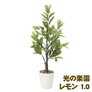 yllw\z̊y (818A150-48)  1.0  93887