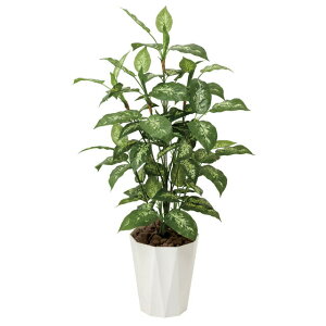 yllw\z̊y (426A175-57) fBtFoLA1.1  92445