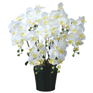 yllw\z̊y (451A200-80) LOӒ7{W  92649