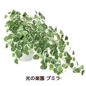 yllw\z̊y (557H70-67) v~  94150