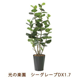 yllw\z̊y (2244A320-54) V[O[v DX 1.7  99474