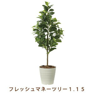 yllw\z̊y (2222A150-56) tbV }l[c[ 1.15  99480