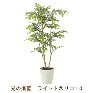 yllw\z̊y (2232A180-56) Cg glR 1.0  99482