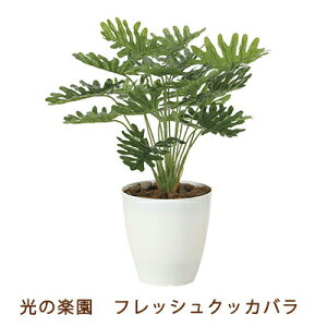 yllw\z̊y (2216A50-63) tbV NbJo  99496