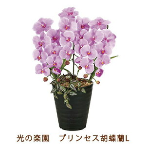 yllw\z̊y (2265K60-80) vZX Ӓ L  99519