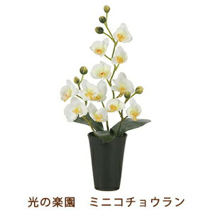 yllw\z̊y (2260A50-95) ~j R`E  99531