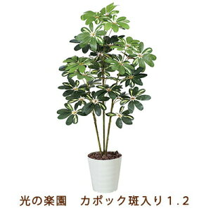 yllw\z̊y (371K165-55) J|bN  1.2  99549