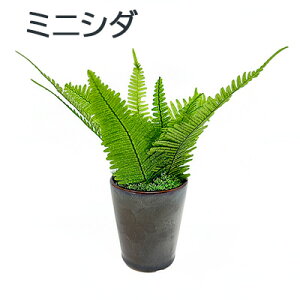 �y�|�C���g3�{ 1/9 20���`�z�y�l�l�w���\�z�� �~�j�V�_ [HP-003] A&K �ϗt�A�� �v���U�[�u�h �����s�v ���A�ł��N�₩ �������� 75881