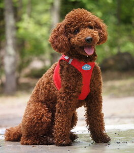 犬用首輪 リード ハーネス 高級ブランドの通販 価格比較 価格 Com
