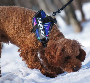犬 ハーネス ユリウス K9の人気商品 通販 価格比較 価格 Com