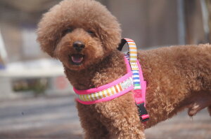 犬 ハーネス 北欧の人気商品 通販 価格比較 価格 Com 犬 ハーネス 北欧の人気商品 通販 価格比較 価格 Com