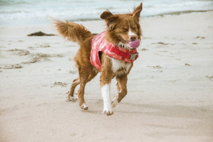 Hurtta フルッタ ライフジャケット Life Savior 中大型犬用 大放出セール Hurtta フルッタ ライフジャケット Life Savior 中大型犬用 大放出セール